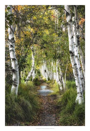 Birch Path I by Danny Head art print