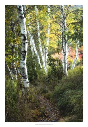 Birch Path III by Danny Head art print