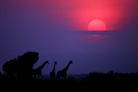 Sunrise In Uganda by Nicolas Merino art print