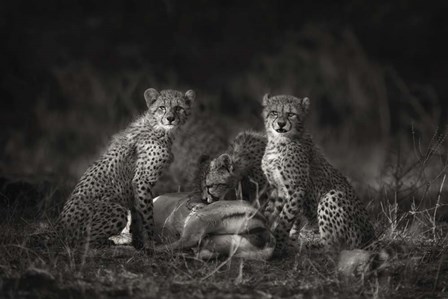 Cheetah Cubs by Mario Moreno art print