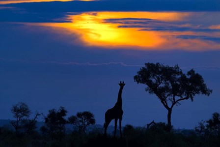 A Giraffe At Sunset by Mario Moreno art print