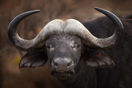 A Buffalo Portrait by Mario Moreno art print