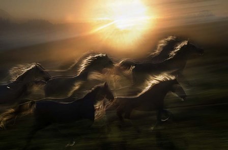 Morning  Gallop by Milan Malovrh art print