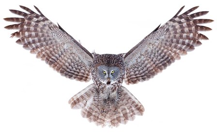 Power - Great Grey Owl by Jim Cumming art print