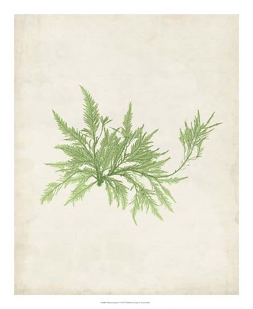 Peridot Seaweed V by Vision Studio art print