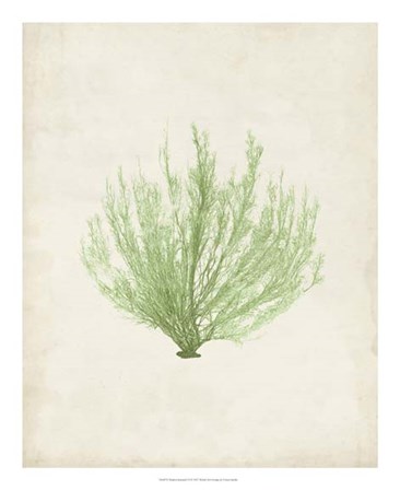 Peridot Seaweed VI by Vision Studio art print