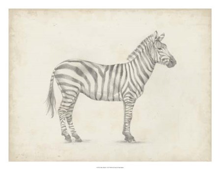 Zebra Sketch by Ethan Harper art print