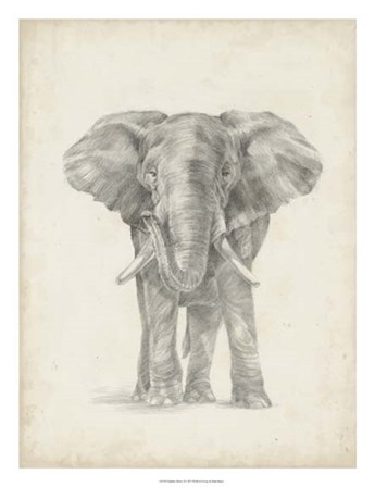 Elephant Sketch II by Ethan Harper art print