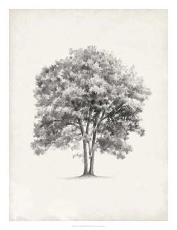Vintage Arbor Study II by Ethan Harper art print
