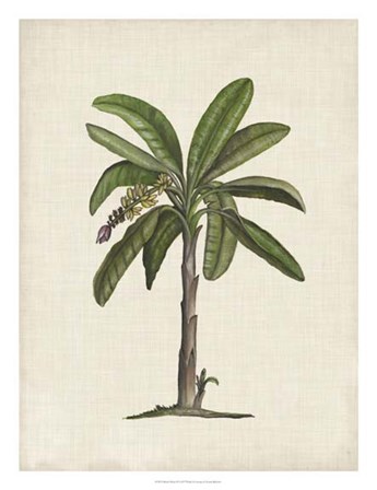 British Palms II by Naomi McCavitt art print