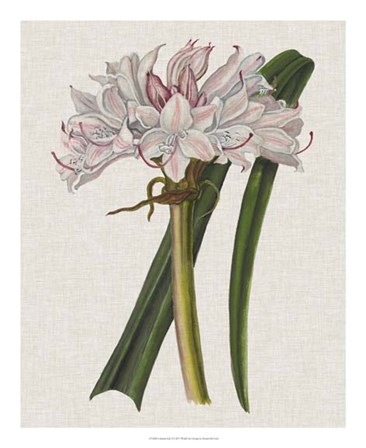 Crinium Lily I by Naomi McCavitt art print