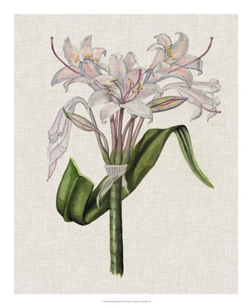 Crinium Lily II by Naomi McCavitt art print