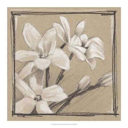White Floral Study III by Ethan Harper art print