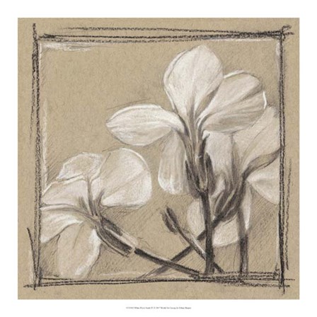 White Floral Study IV by Ethan Harper art print
