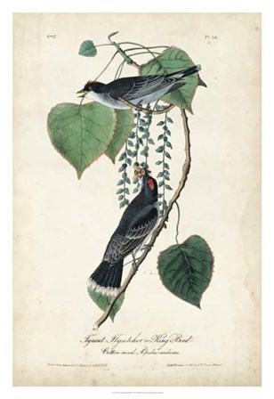 Flycatcher &amp; King Bird by John James Audubon art print