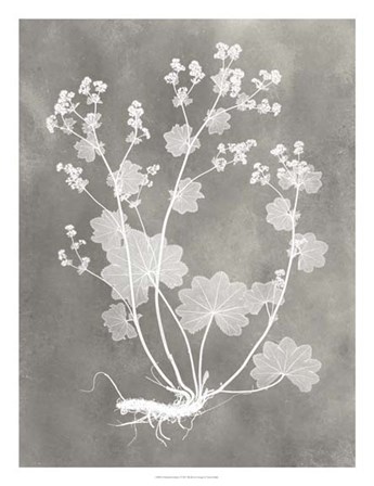 Herbarium Study I by Vision Studio art print