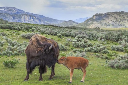 Bison And Calf (YNP) by Galloimages Online art print