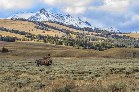 Bison By Electric Peak (YNP) by Galloimages Online art print