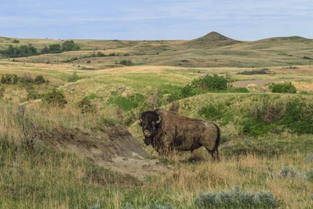 Bison In North Dakota Landscape by Galloimages Online art print