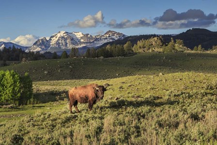 Bison In Yellowstone by Galloimages Online art print