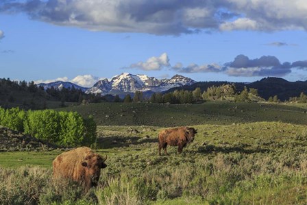 Bison With Mountains (YNP) by Galloimages Online art print