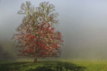 Cades Cove Tree by Galloimages Online art print