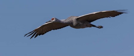 Sandhill Crane In Flight by Galloimages Online art print