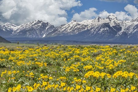 Wild Flowers With Mountains (YNP) by Galloimages Online art print
