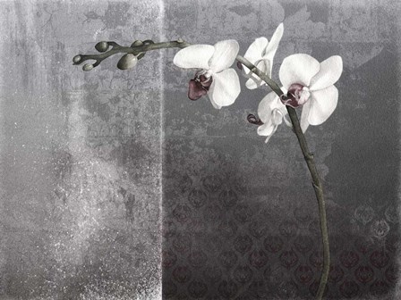 Phalaenopsis Left by Kory fluckiger art print