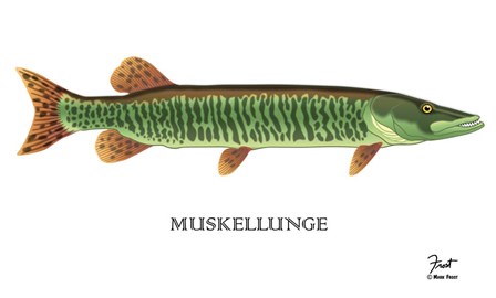 Muskellunge by Mark Frost art print