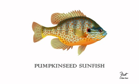 Pumpkinseed Sunfish by Mark Frost art print
