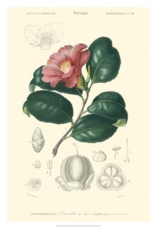 Floral Botanique II by N. Charles D&#39;Orbigny art print