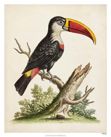 Edwards&#39; Toucan by George Edwards art print