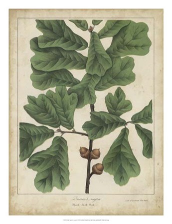Oak Leaves &amp; Acorns I by John Torrey art print