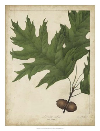 Oak Leaves &amp; Acorns II by John Torrey art print