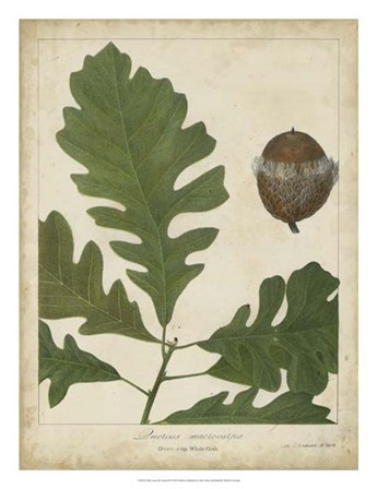 Oak Leaves &amp; Acorns III by John Torrey art print