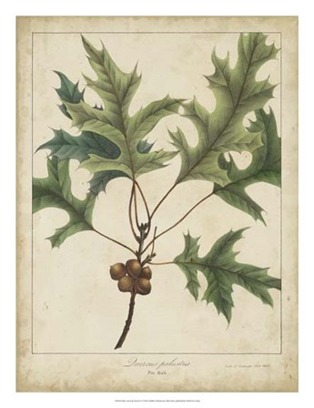 Oak Leaves &amp; Acorns IV by John Torrey art print
