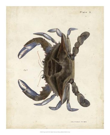 Vintage Crab II by DeKay art print