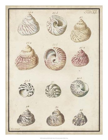 Seashell Synopsis II by Vision Studio art print