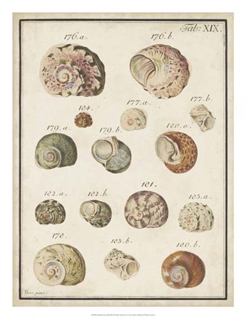 Seashell Synopsis III by Vision Studio art print