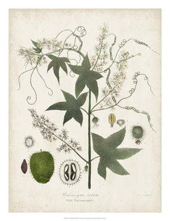 Flowering Flora II by John Torrey art print