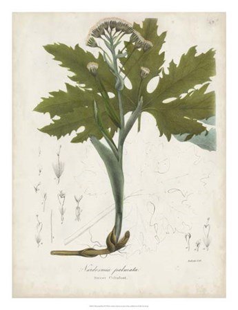 Flowering Flora III by John Torrey art print