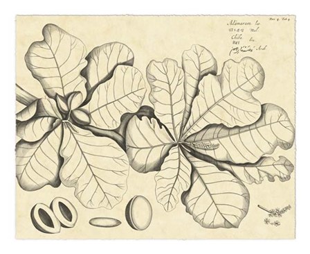 Vintage Leaf Study I by H. Von Drakenstein art print