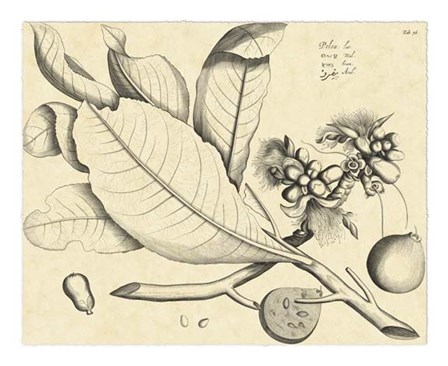 Vintage Leaf Study II by H. Von Drakenstein art print