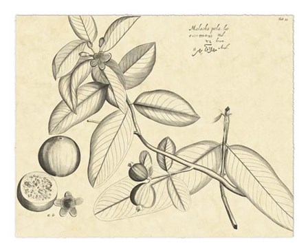 Vintage Leaf Study III by H. Von Drakenstein art print