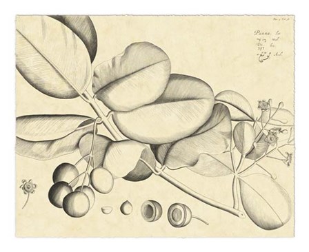 Vintage Leaf Study IV by H. Von Drakenstein art print