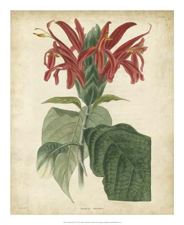 Tropical Floral V by Edmonston &amp; Douglas art print