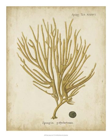 Esper Antique Coral IV by Johann Esper art print