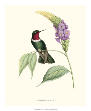 Hummingbird &amp; Bloom II by Mulsant &amp; Verreaux art print