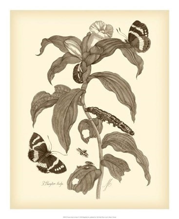 Nature Study in Sepia I by Maria Sibylla Merian art print